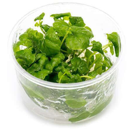 Cardamine Lyrata Tissue Culture Sousleau Aquarium Sousleau Aquarium