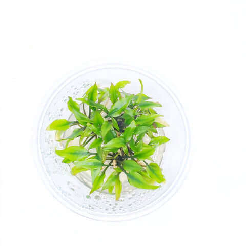 Cryptocoryne Wendtii Green Gekco Tissue Culture Sousleau Aquarium Sousleau Aquarium