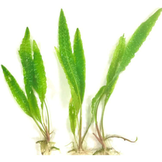 Cryptocoryne aponogetifolia - Sousleau