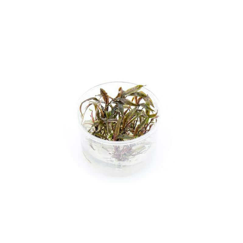 Cryptocoryne Nurii Tissue Culture Sousleau Aquarium Sousleau Aquarium