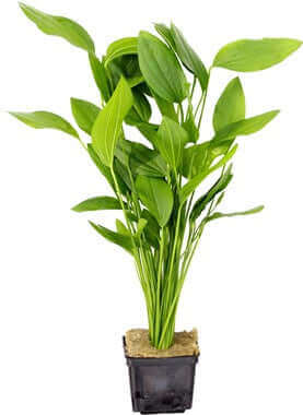 ECHINODORUS ARGENTINENSIS XXL Dennerle Plants