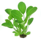 ECHINODORUS CORDIFOLIUS 'HARBICH RED'