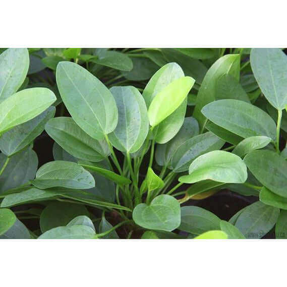 ECHINODORUS CORDIFOLIUS 'MINI' Dennerle Plants