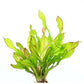ECHINODORUS 'GREEN CHAMELEON' Dennerle Plants
