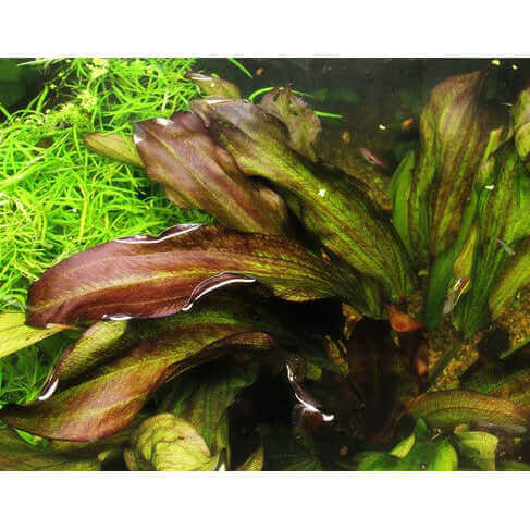 ECHINODORUS 'GREEN CHAMELEON' Dennerle Plants