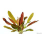 ECHINODORUS 'RED CHAMELEON' Dennerle Plants