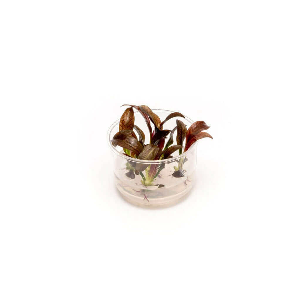 Echinodorus Fancy Twist Tissue Culture Sousleau Aquarium Sousleau Aquarium
