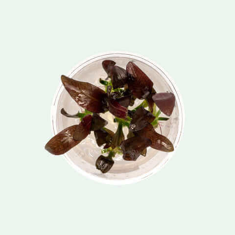 Echinodorus Fancy Twist Tissue Culture Sousleau Aquarium Sousleau Aquarium