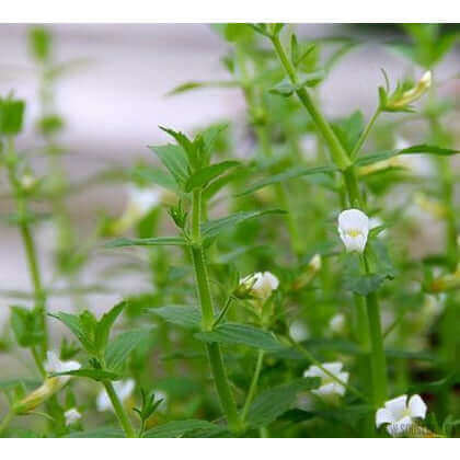 GRATIOLA VISCIDULA Dennerle Plants