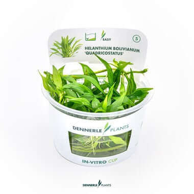 HELANTHIUM BOLIVIANUM QUADRICOSTATUS Dennerle Plants
