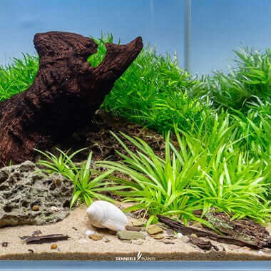 HELANTHIUM BOLIVIANUM QUADRICOSTATUS Dennerle Plants