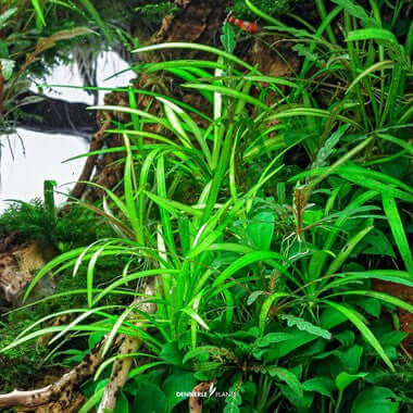 HELANTHIUM TENELLUM 'BROAD LEAF' Dennerle Plants