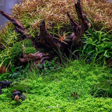 HEMIANTHUS CALLITRICHOIDES 'CUBA' ni Dennerle Plants