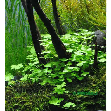 HYDROCOTYLE CF. TRIPARTITA Dennerle Plants