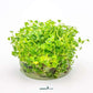 Hydrocotyle Tripartita Mini In-Vitro Dennerle Plants