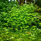 Hydrocotyle Tripartita Mini In-Vitro Dennerle Plants Dennerle Plants