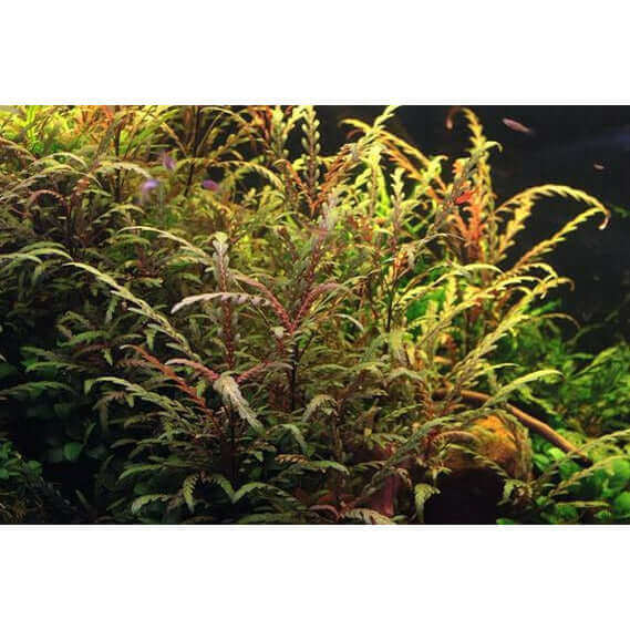 HYGROPHILA PINNATIFIDA Dennerle Plants