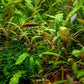 HYGROPHILA PINNATIFIDA Dennerle Plants