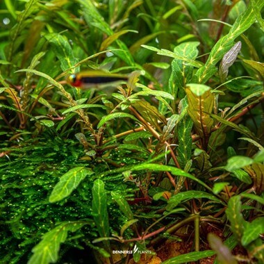 HYGROPHILA PINNATIFIDA Dennerle Plants