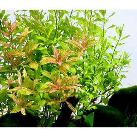 HYGROPHILA POLYSPERMA 'SUNSET' Dennerle Plants