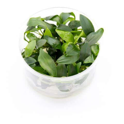 Homalomena Sekadau South Tissue Culture Sousleau Aquarium Sousleau Aquarium