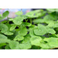 Hydrocotyle leucocephala - Sousleau