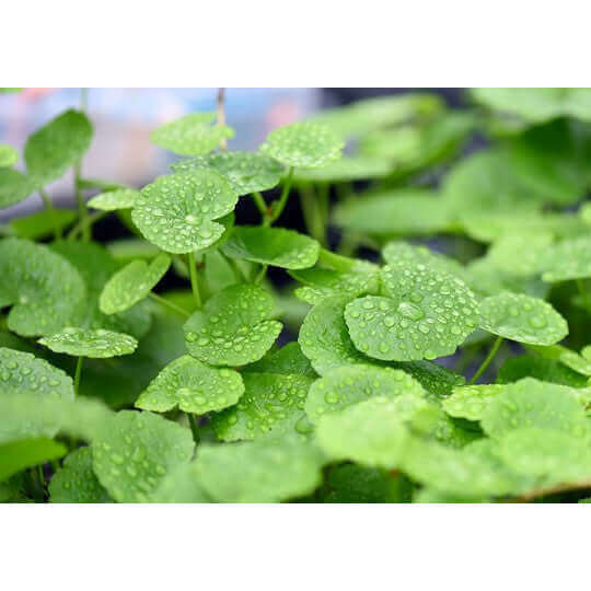 Hydrocotyle leucocephala XXL Dennerle Plants