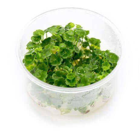 Hydrocotyle Sibthorpioides Tissue Culture Sousleau Aquarium Sousleau Aquarium