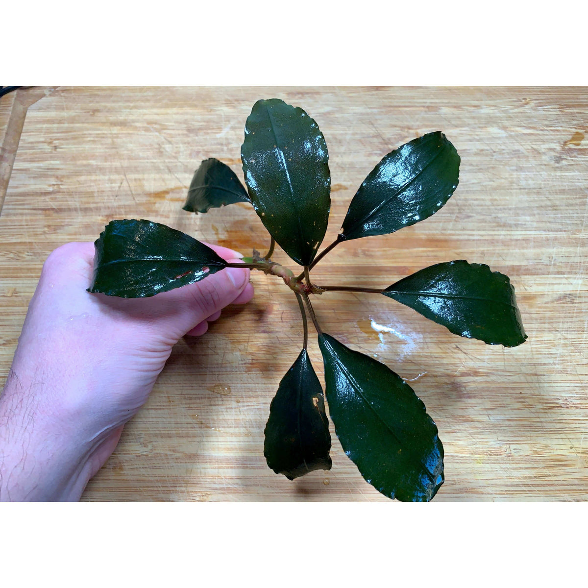 Buchephalandra black cobra Sousleau Aquarium
