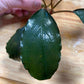 Buchephalandra black cobra Sousleau Aquarium