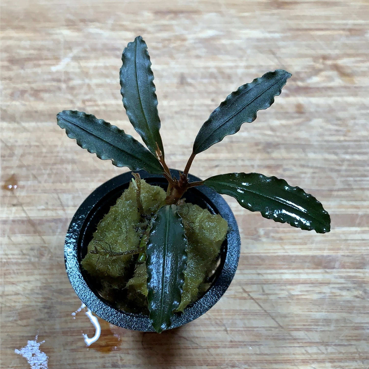 Buchephalandra red godzilla Sousleau Aquarium