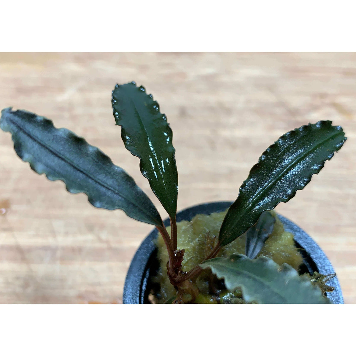 Buchephalandra red godzilla Sousleau Aquarium