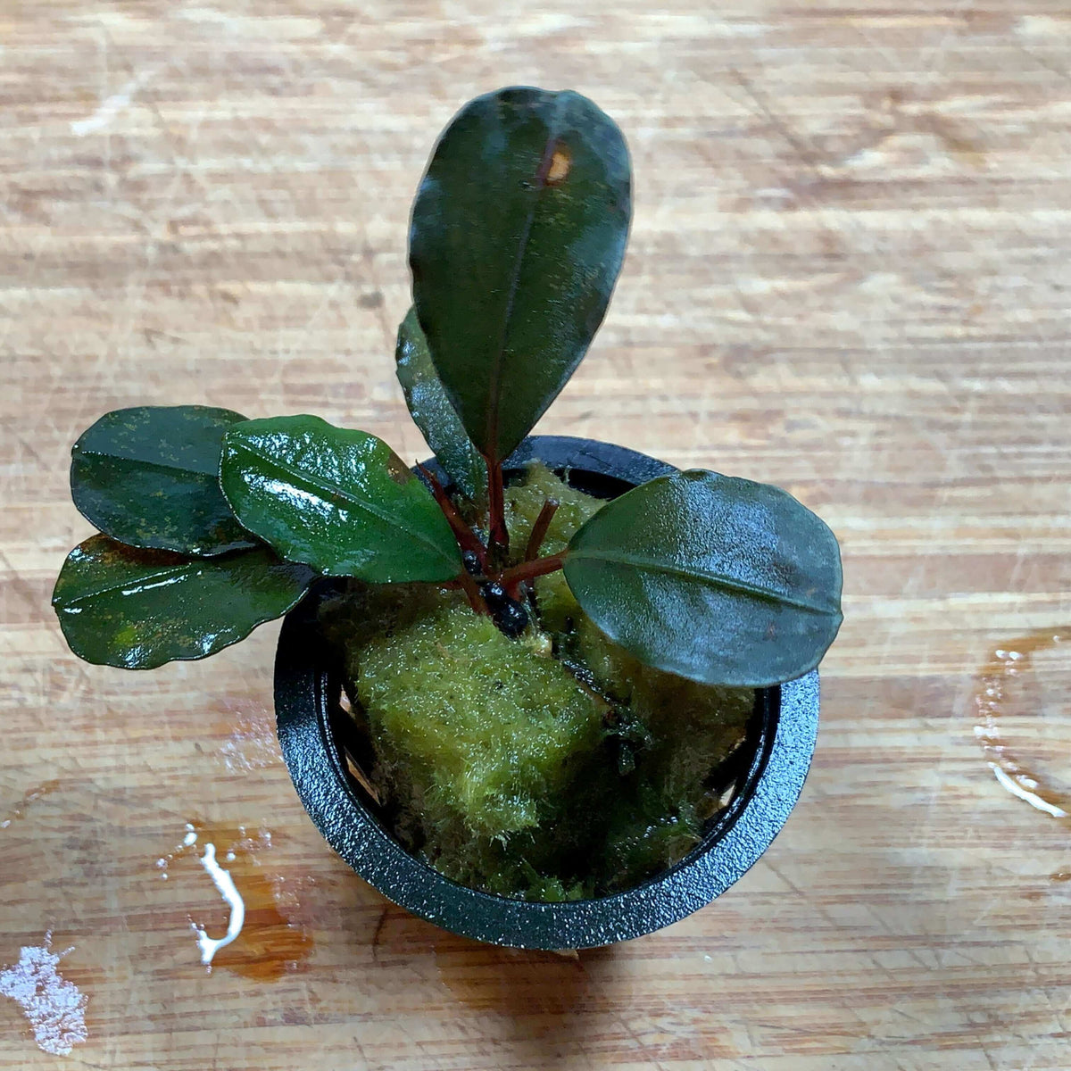 Buchephalandra ahkanta round Sousleau Aquarium