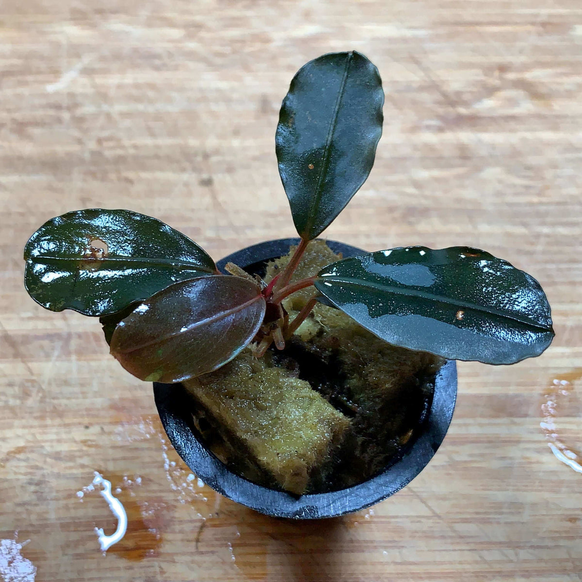 Buchephalandra ahkanta round Sousleau Aquarium