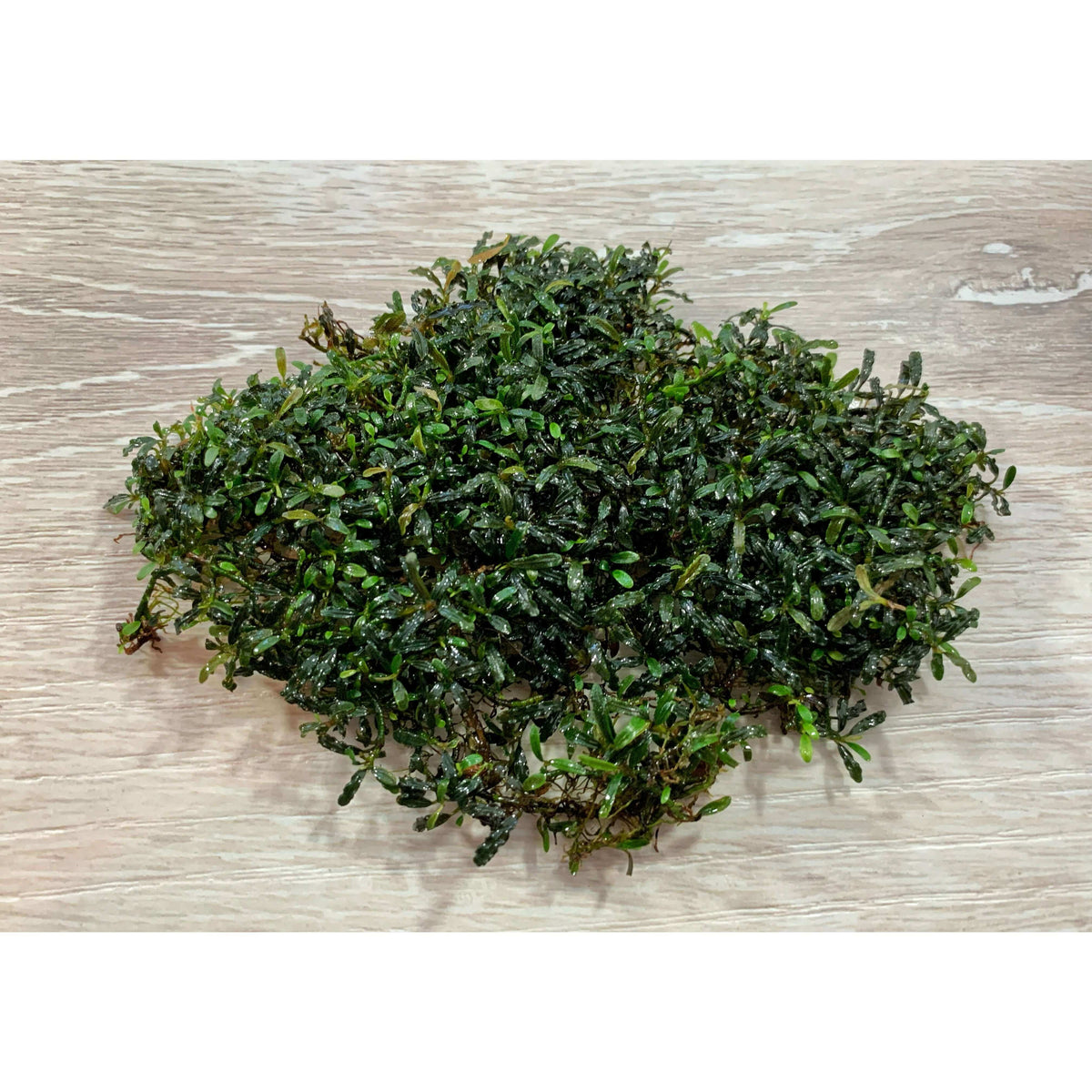 Bucephalandra supermini micro Sousleau Aquarium