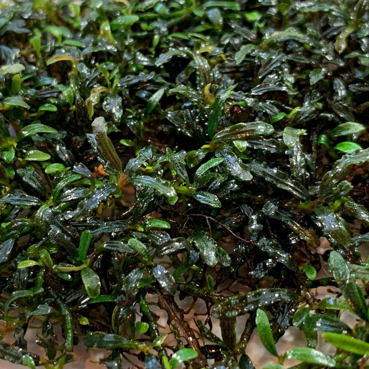 Bucephalandra supermini micro Sousleau Aquarium