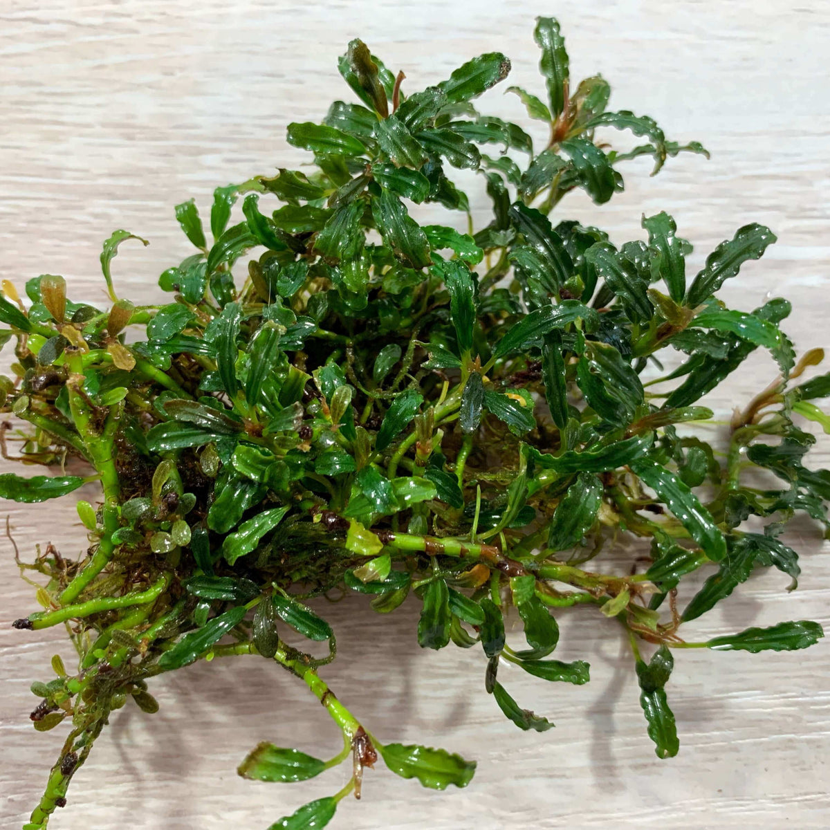 Bucephalandra mini godzilla V1 Sousleau Aquarium