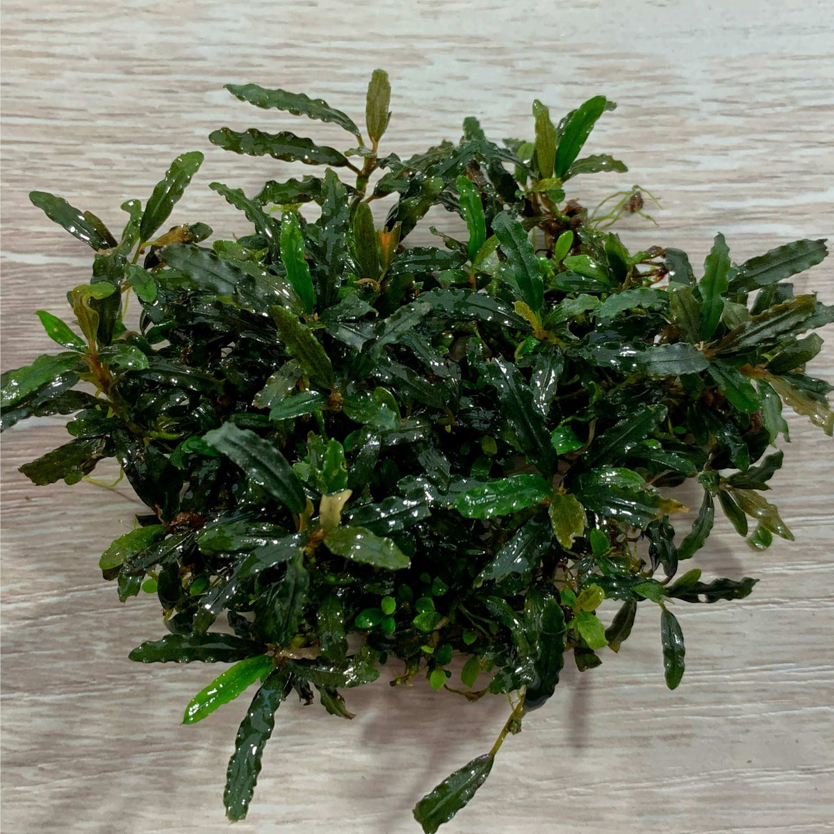 Bucephalandra mini godzilla V2 Sousleau Aquarium