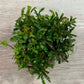 Bucephalandra mini godzilla V3 Sousleau Aquarium