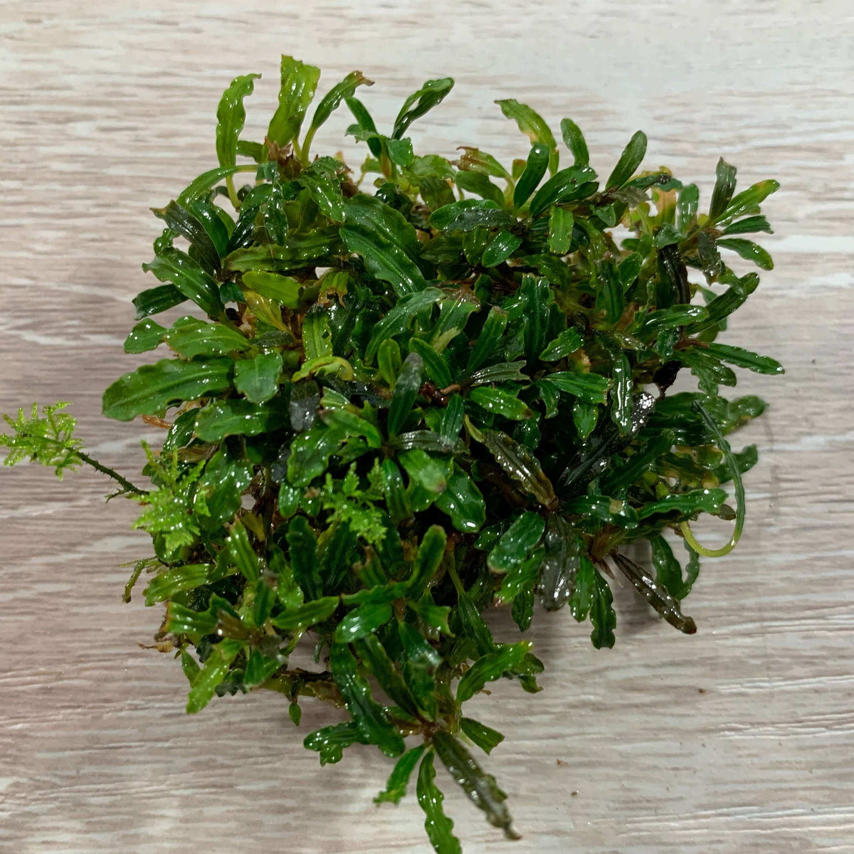 Bucephalandra mini godzilla V3 Sousleau Aquarium