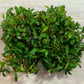 Bucephalandra mini godzilla V3 Sousleau Aquarium