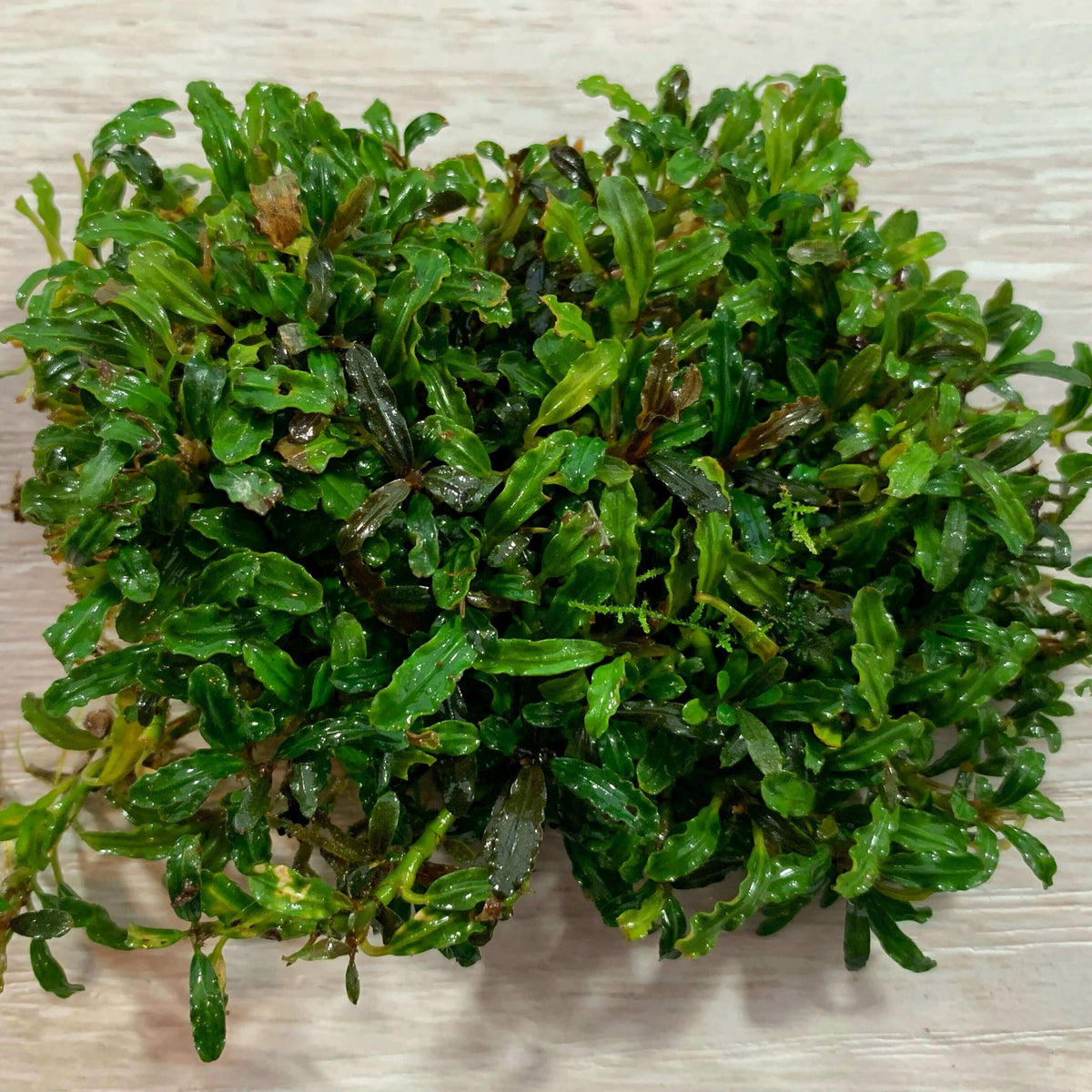 Bucephalandra mini godzilla V3 Sousleau Aquarium