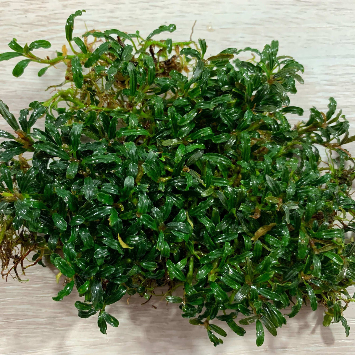 Bucephalandra supermini godzilla Sousleau Aquarium