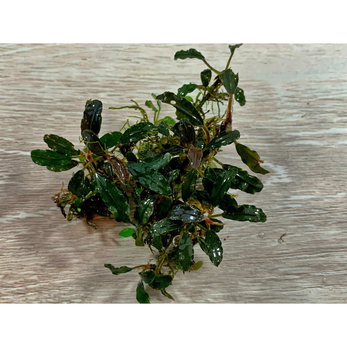 Bucephalandra mini kedagang Sousleau Aquarium