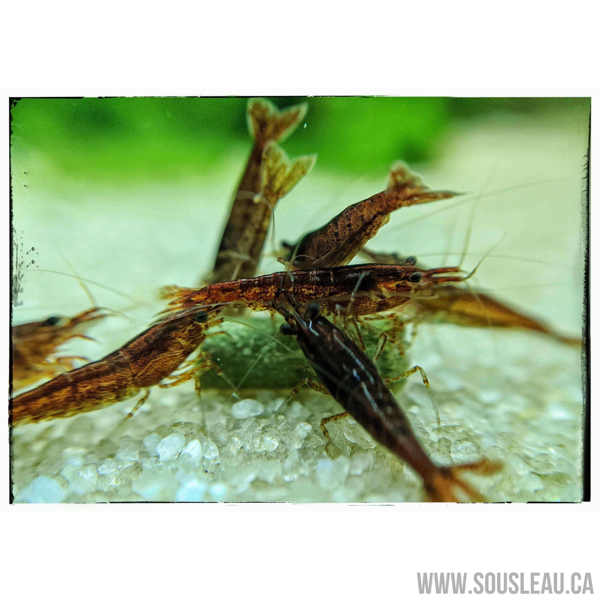 Chocolate Shrimp