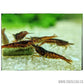 Chocolate Shrimp