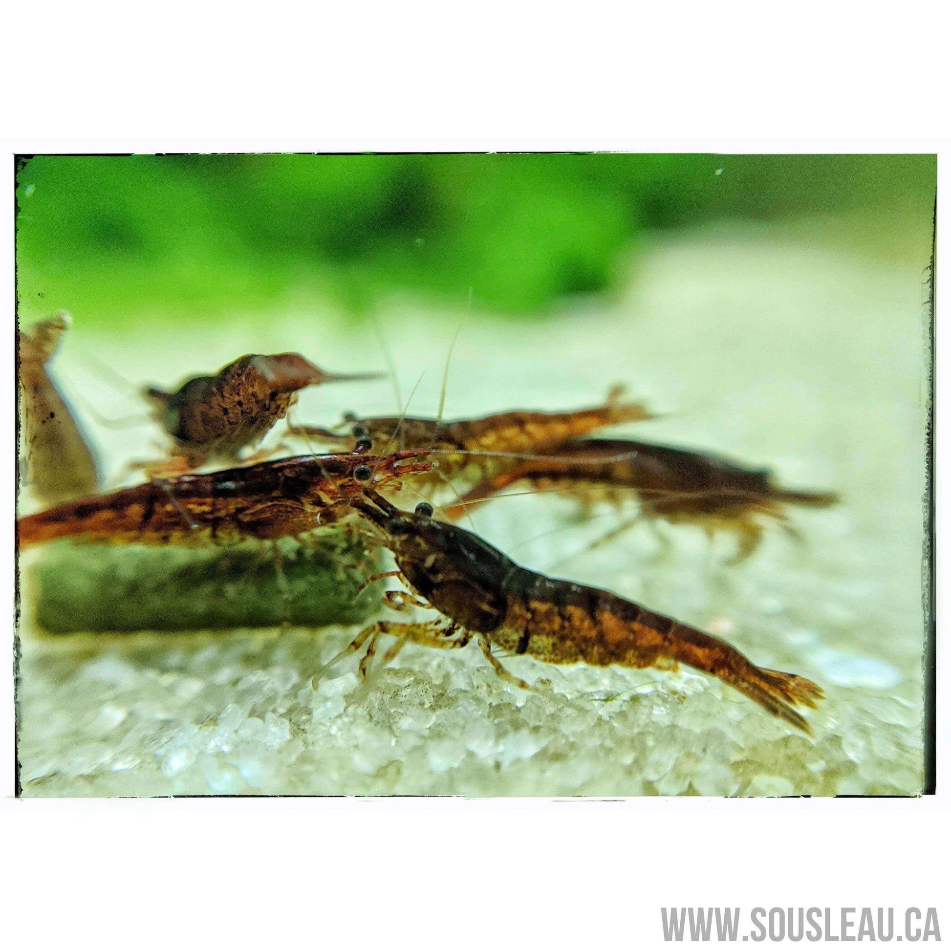 Chocolate Shrimp