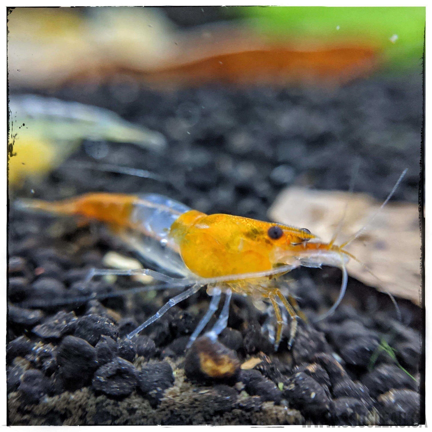 Orange/Yellow Rili Shrimp Sousleau Aquarium