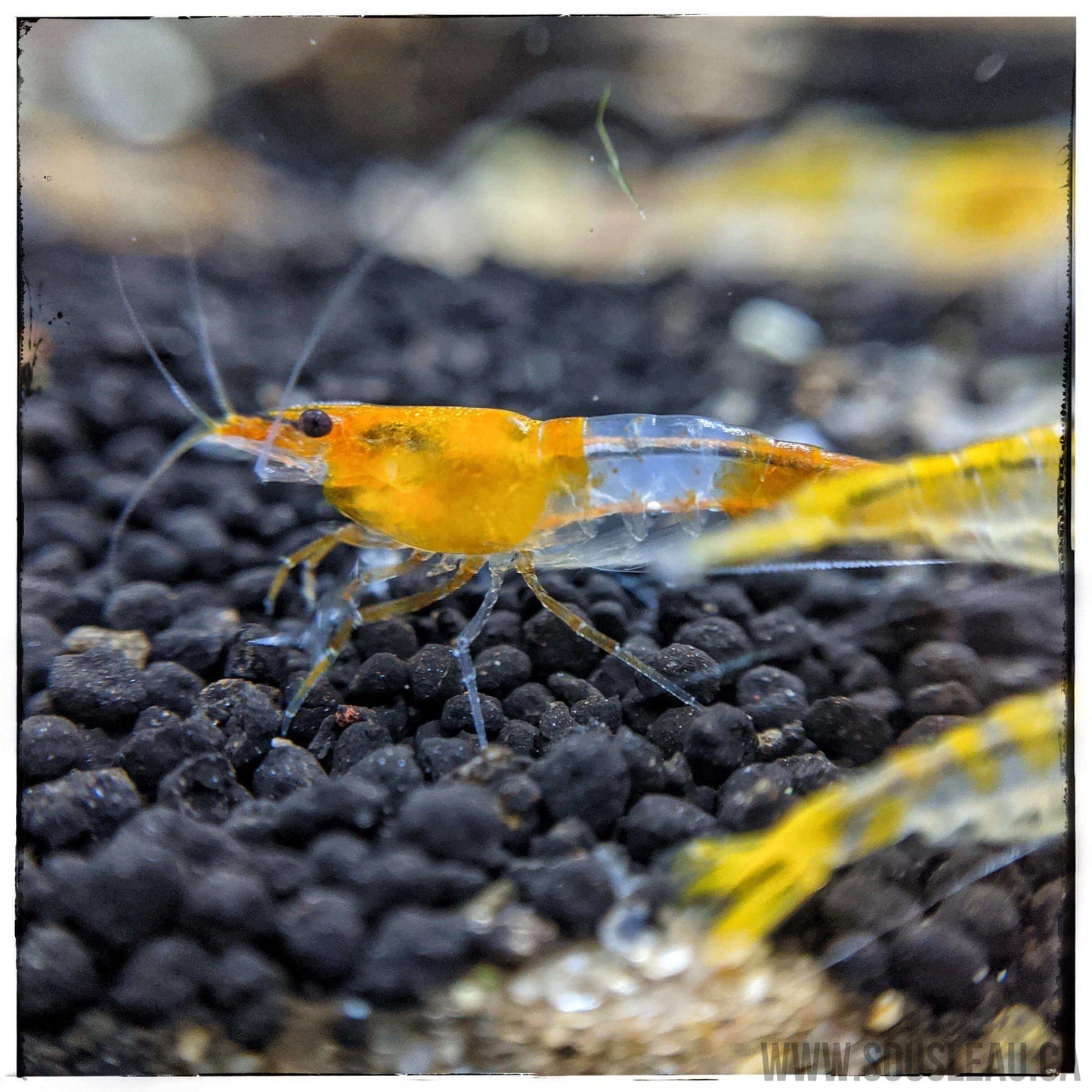 Orange/Yellow Rili Shrimp Sousleau Aquarium