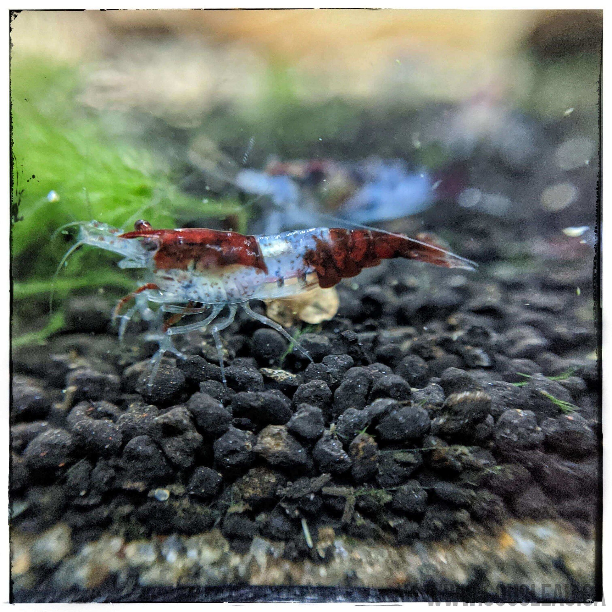 Red Rili Shrimp